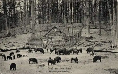 Ak Gruß aus dem Harz, Wildschweinfütterung