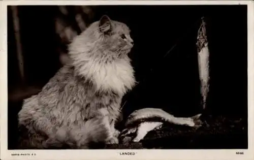 Ak Katze, Fische, Tierporträt