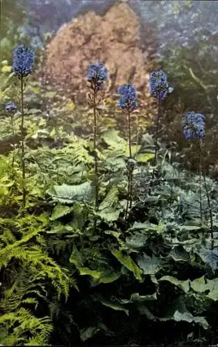 Ak Rübezahls-Garten, Gebirgs-Milchlattich