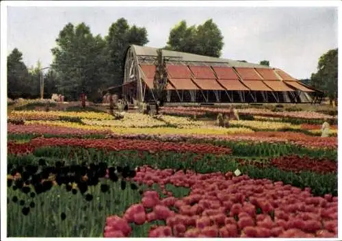 Ak Internationale Gartenbauausstellung Hamburg 1953, Am Tropenhaus, color