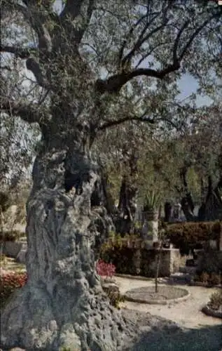 Ak Jerusalem Israel, Gethsemane, Ortschaft am Ölberg, Baum