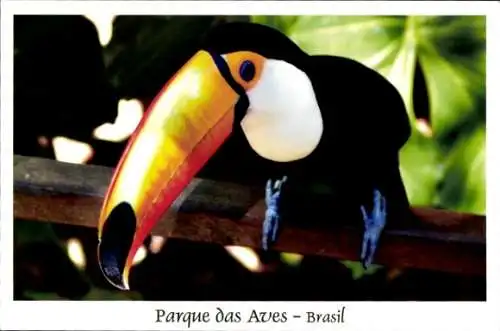 Ak Brasilien, Vogelpark, Tukan