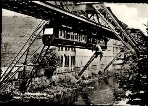 Ak Wuppertal, Tuffis Wuppersprung, Elefant, Schwebebahn, 21.07.1950, kurz vor Adlerbrücke