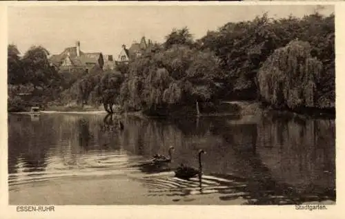 Ak Essen im Ruhrgebiet, Stadtgarten, Trauerschwäne