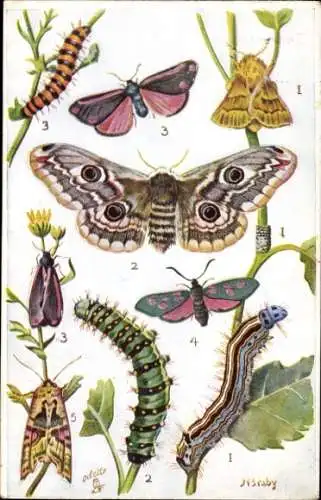 Künstler Ak Braby, N., Butterflies on the Wing, Lackey moth, Emperor moth