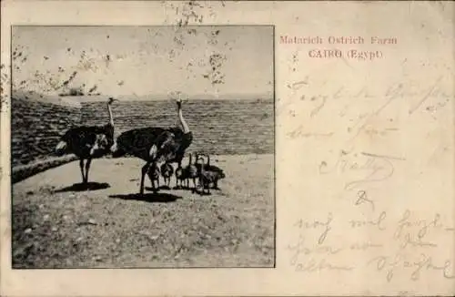 Ak Cairo Kairo Ägypten, Strauße mit Jungtieren