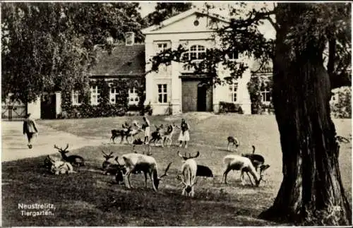 Ak Neustrelitz in Mecklenburg, Tiergarten