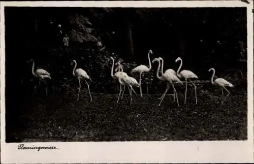 Ak Halle an der Saale, Zoologischer Garten, Flamingowiese