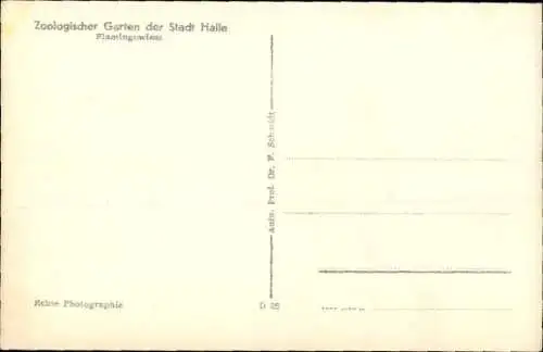 Ak Halle an der Saale, Zoologischer Garten, Flamingowiese
