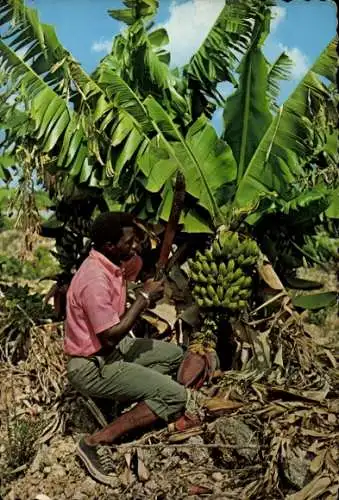 Ak Karibik, einheimischer Mann bei der Bananenernte