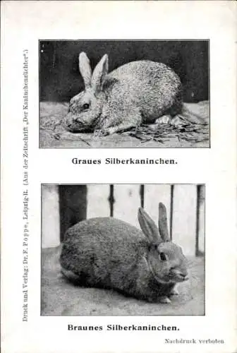 Ak Rassekaninchen, Silberkaninchen, Zeitschrift Der Kaninchenzüchter