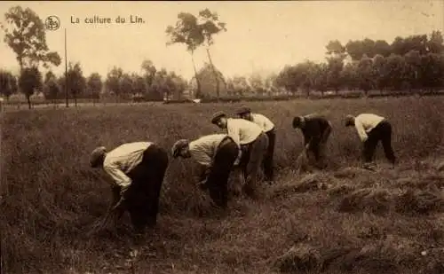 Ak Anbau von Leinen, Ernte von Leinen