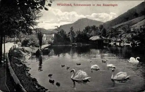 Ak Bad Wildbad Schwarzwald, Schwanensee in den Enzanlagen