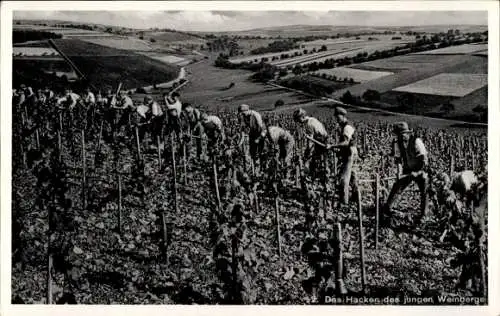 Ak Hacken des jungen Weinbergs, Weinanbau