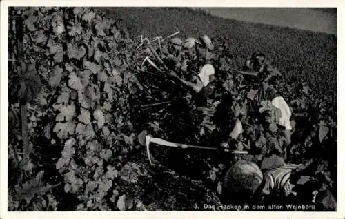 Ak Hacken in dem alten Weinberg, Weinanbau