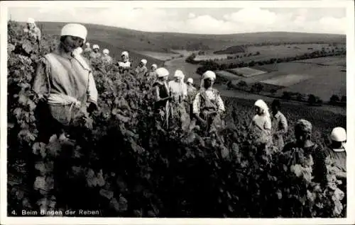 Ak Binden der Reben, Weinanbau