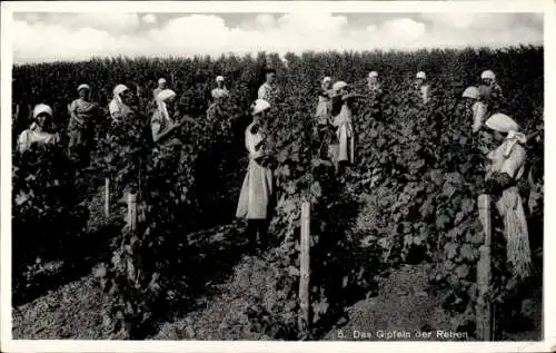 Ak Gipfeln der Reben, Weinanbau