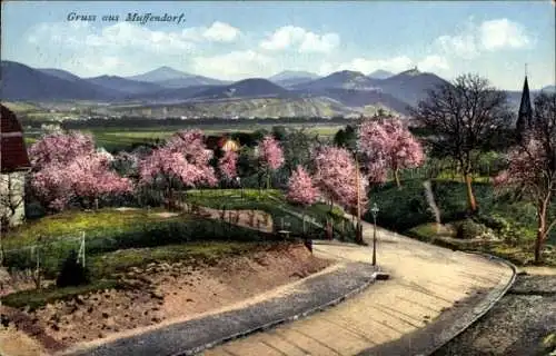 Ak Muffendorf Bad Godesberg Bonn am Rhein, Panorama, Pfirsichblüte