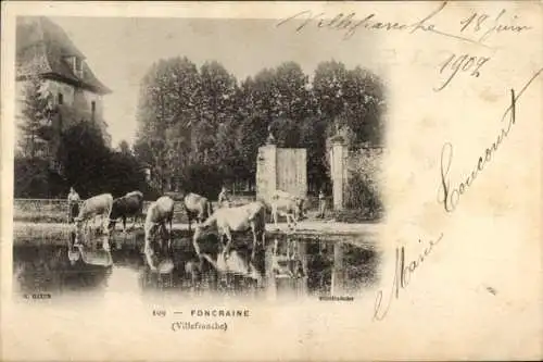 Ak Foncraine Villefranche sur Saône Rhône, Trinkende Rinder