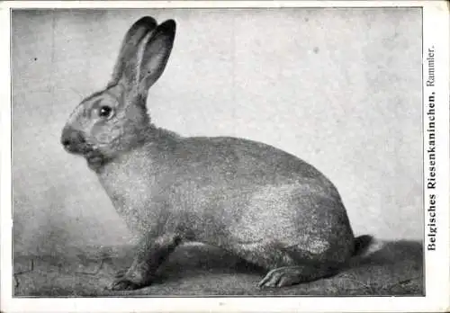 Ak Belgisches Riesenkaninchen, Rassekaninchen
