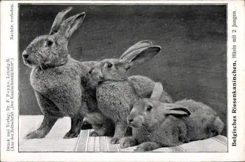 Ak Belgisches Riesenkaninchen, Häsin mit zwei Jungen, Rassekaninchen