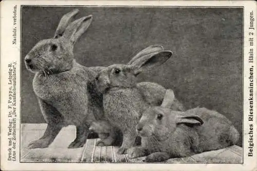 Ak Belgisches Riesenkaninchen, Häsin mit zwei Jungen, Rassekaninchen