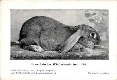 Ak Französisches Widderkaninchen, Häsin, Rassekaninchen