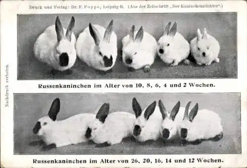 Ak Russenkaninchen, Rassekaninchen