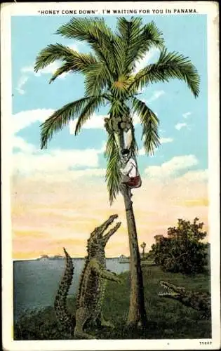 Ak Panama, Mann auf einer Palme, Krokodile