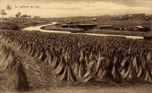 CPA Culture du Lin, Carpettes, Elles enserrent a perte de vue la Lys de leur cone d'or mat...