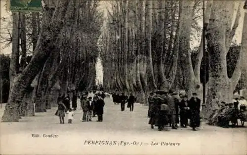 Ak Perpignan Pyrénées Orientales, Platanen