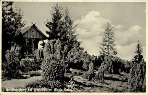 Ak Wardböhmen Bergen in der Lüneburger Heide, Schafstallberg