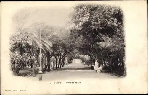 Ak Oase Biskra Algerien, Große Allee