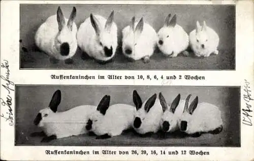 Ak Russenkaninchen, Rassekaninchen