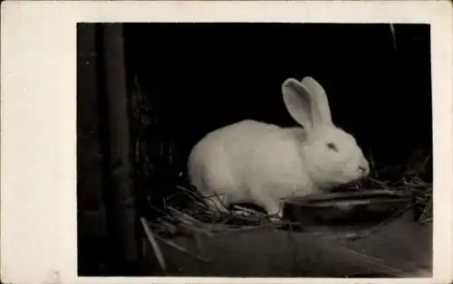 Foto Ak Weißes Kaninchen, Stroh
