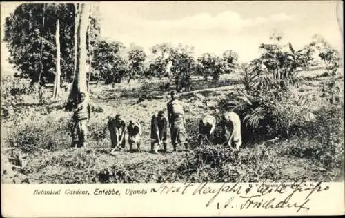 Ak Entebbe Uganda, Botanical Gardens, Einheimische im Feld