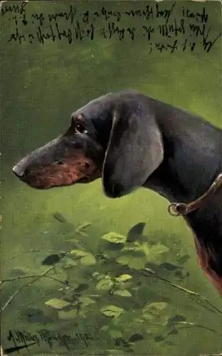 Künstler Ak Müller, A., Dackel, Hundeportrait