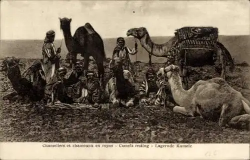 Ak Kamelführer und Kamele bei der Rast