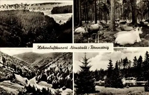 Ak Neustadt am Rennsteig Großbreitenbach in Thüringen, Teilansichten, Kuhherde