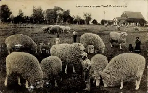 Ak Landwirtschaft, Bauer, Schafe, Wolle