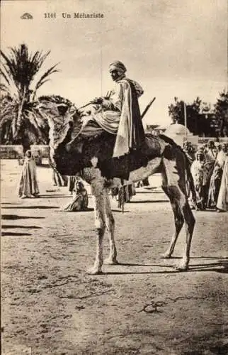 Ak Maghreb, Araber auf Kamel reitend, Palmen