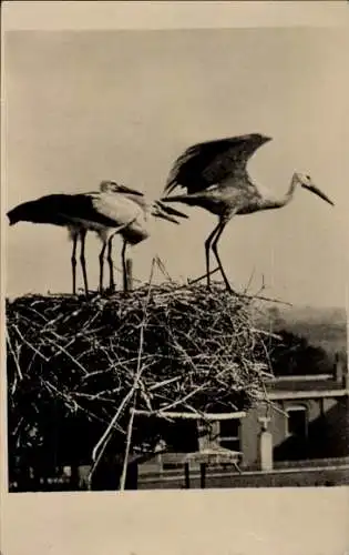 Foto Ak Störche, Nest, Jungtiere