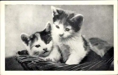 Foto Ak Zwei junge Katzen im Korb