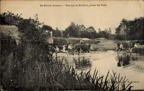 Ak Saint Privé Yonne, Vue sur la Riviere, prise du Pont, Rinder überqueren den Fluss