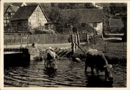 Foto Ak Kühe im Wasser, Teich, Häuser, Straße