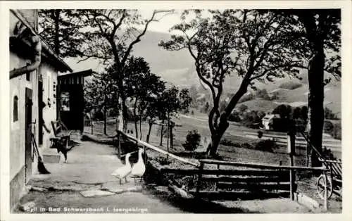 Ak Czerniawa Zdrój Bad Schwarzbach Isergebirge Schlesien, Häuser, Gänse, Wiese