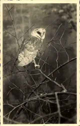 Foto Ak Eule am Baum, Zweig, Vogel