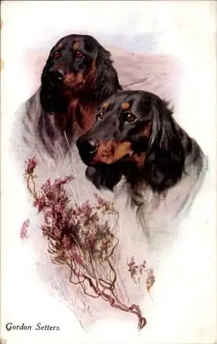 Künstler Ak Gordon Setters