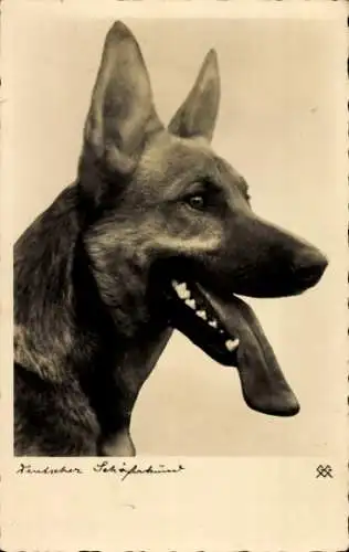 Ak Deutscher Schäferhund, Hundeportrait