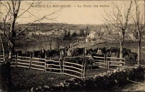 Ak Mauriac Cantal, La Traite des vaches